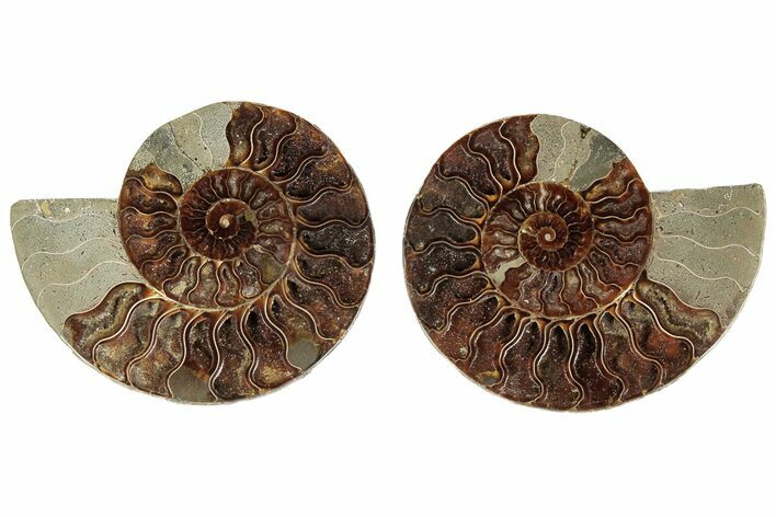 6.35" Cut & Polished, Agatized Ammonite Fossil - Madagascar